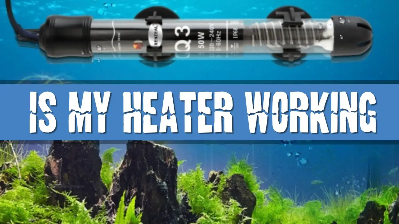 Article photo for How do I know my fish aquarium heater is working