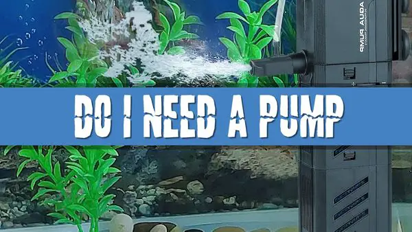 Article photo for Do I need an aquarium pump if I do water changes