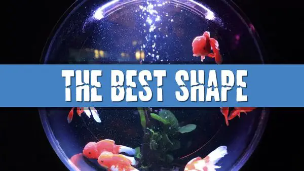 Article photo for What is the best shape fish tank aquarium