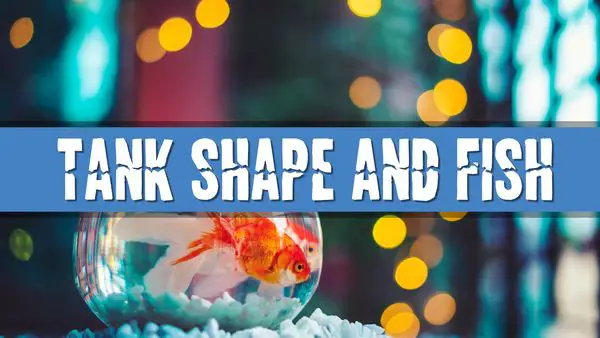 Article photo for Will the shape of my Fish Tank affect my fish