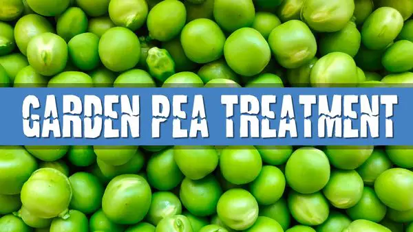 Article photo for Can I use Garden Peas to treat Swim Bladder Disease