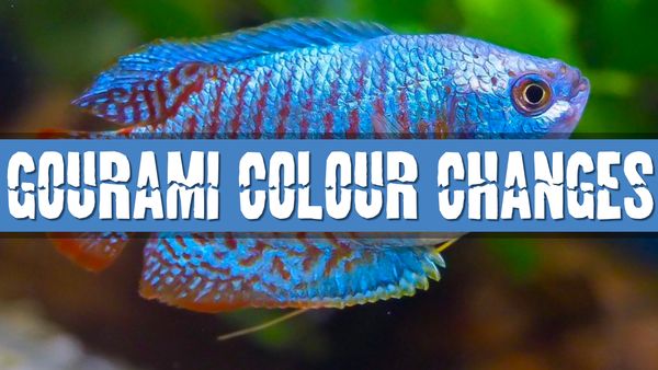 Article photo for Do Gourami Fish Change Colour