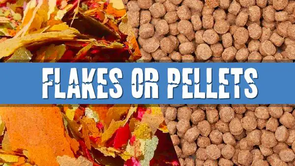 Article PHoto for Should I Feed My Tropical Fish Pellets or Flakes
