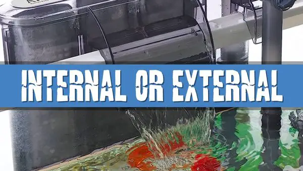Article photo for Should I use an external or internal filter for my aquarium