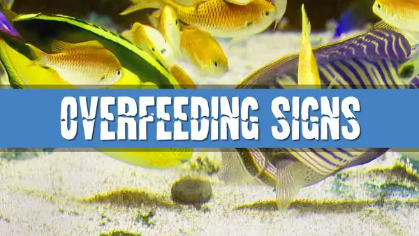 Article photo for What are the Signs of Overfeeding My Aquarium Fish