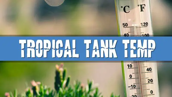 Article photo for What is the Ideal Temperature for a Tropical Aquarium